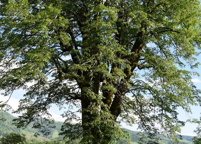 4 Personnes Dans Le Cantal Animaux Bienvenus Casa de Férias Lascelle